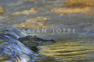 Brian Joffe - Crocodile Swimming