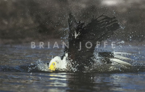 Brian Joffe - Fish Eagle Bathing